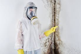 Professional Mold Prevention & Removal  in Boonton, NJ